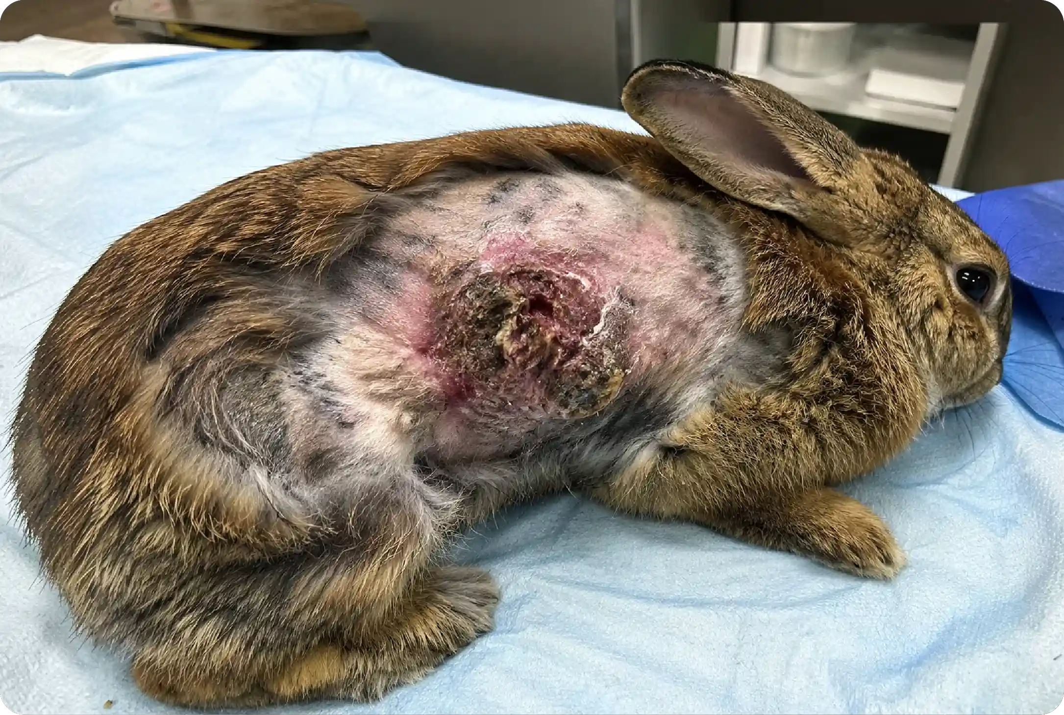 Botfly Strike (Cutaneous Myiasis)